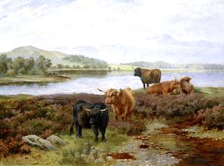 Highland Cattle