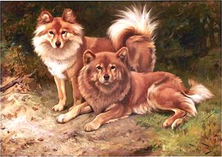 Two Finnish Spitz