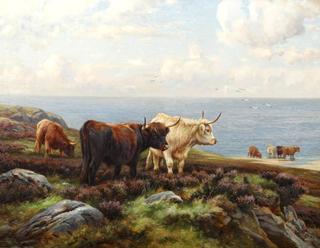 Highland Cattle on the Coast