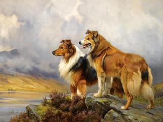 Two Collies above a Lake