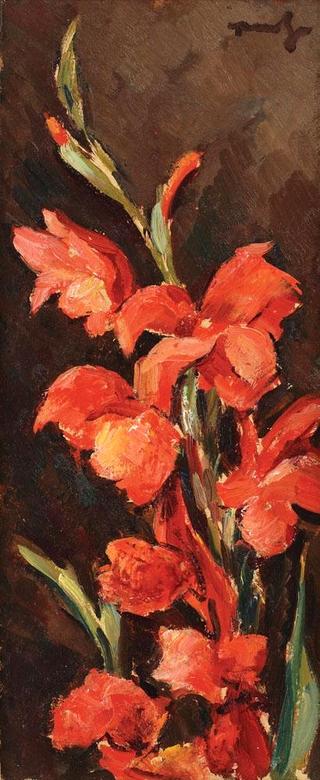 Red Gladioli