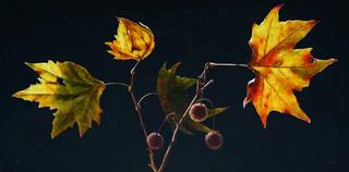 Autumn