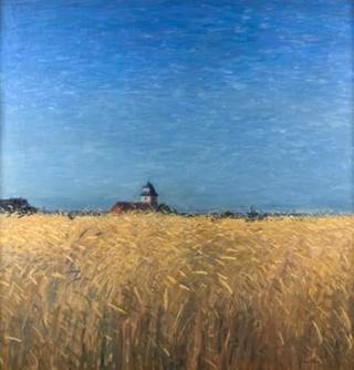 Wheatfield in mid summer