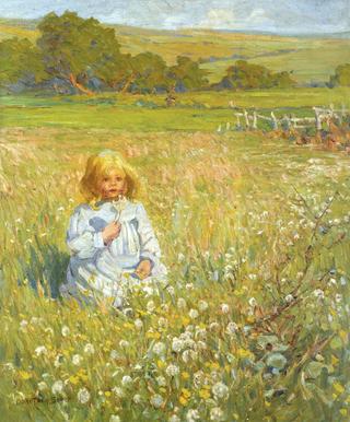 Field Daisies