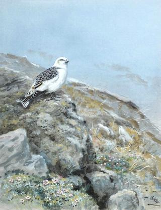 Snow Bunting on a Wintery Hillside