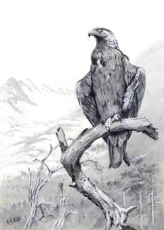 Golden Eagle on a Branch