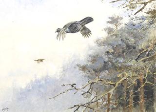 A Cock and Hen Capercaillie Flying from a Pine Forest