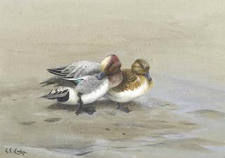 A Widgeon Drake and Duck on an Islet at Low Tide