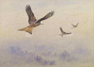 Red Kites