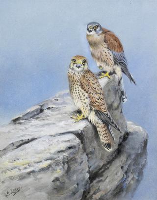 Lesser Kestrels