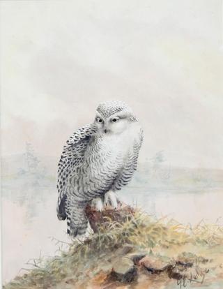 Snowy Owl