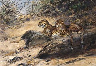 Leopards in the Shade