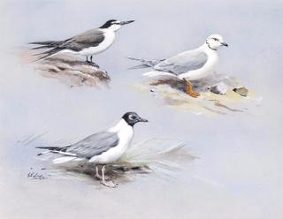 Bridled Tern, Bonaparte's Gull, Ross's Gull