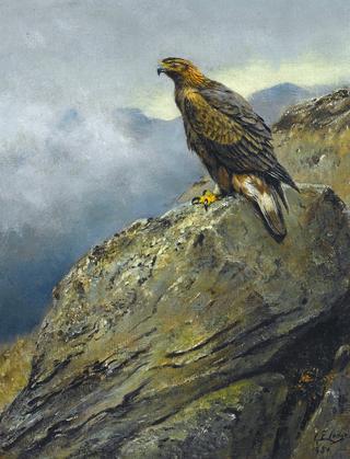 A Golden Eagle Perched on a Rock