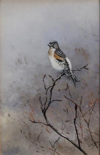 Study of a Bunting on a Branch