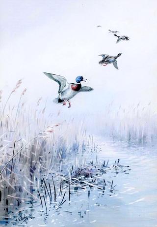 Mallard Rising from the Reeds