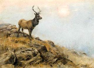 Stag, Early Morning