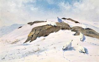 Ptarmigan in the Snow