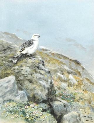 Snow Bunting on a Wintery Hillside