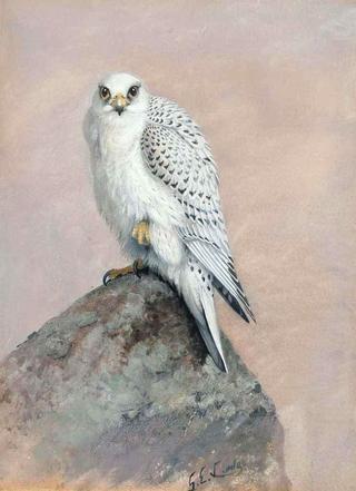 Greenland Gyr Falcon