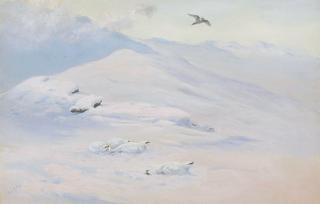 Ptarmigan and Kestrel in Winter