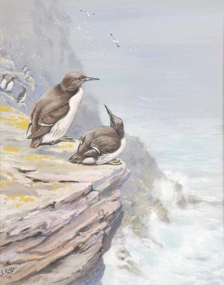 Guillemots