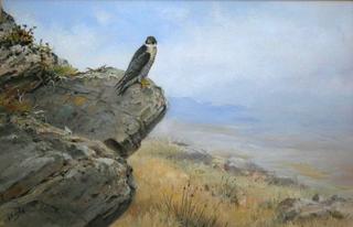 Peregrine Falcon