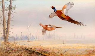 Pheasant in Flight over Woodland