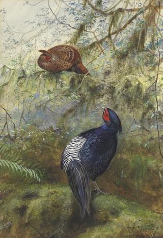 A Pair of Pheasants