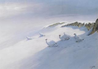 Winter Ptarmigan