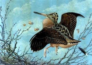 Woodcock