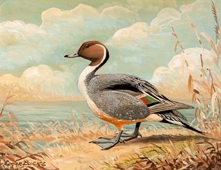 Pintail