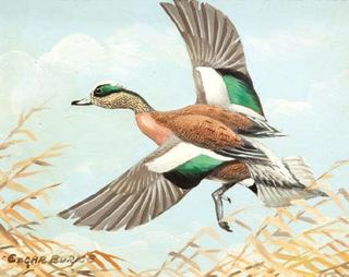 Wigeon