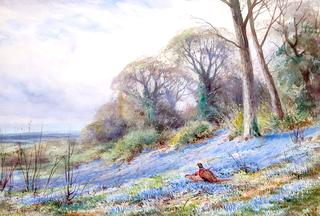 Pheasants in a Bluebell Patch