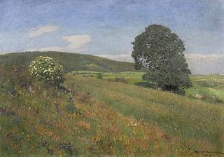 Summer Meadow with blooming Elderberry Bush