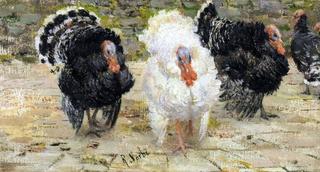 Turkeys