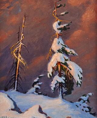 Snow-Laden Windswept Pine
