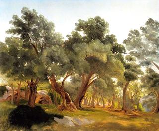 Olive Grove