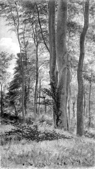 Beeches in Delhoved Forest