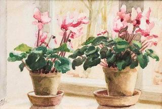 Cyclamens