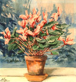 Cyclamen