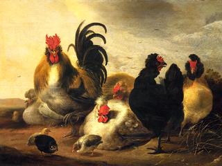 A Rooster and Chickens