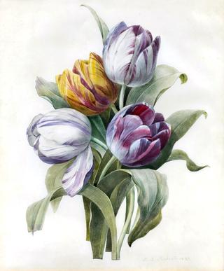 Bouquet of Tulips