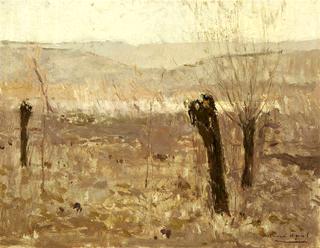 Willows in winter