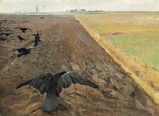 Crows on a plowed field