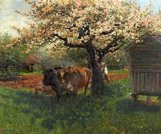 Oxen with plow