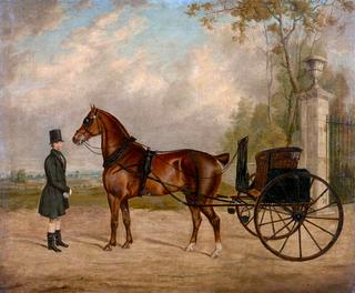 'Tilbury' Hitched and being Held by a Coachman