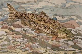 Brown Trout