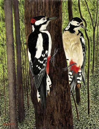 Woodpeckers