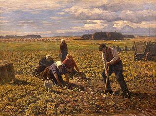 Harvesting Potatoes